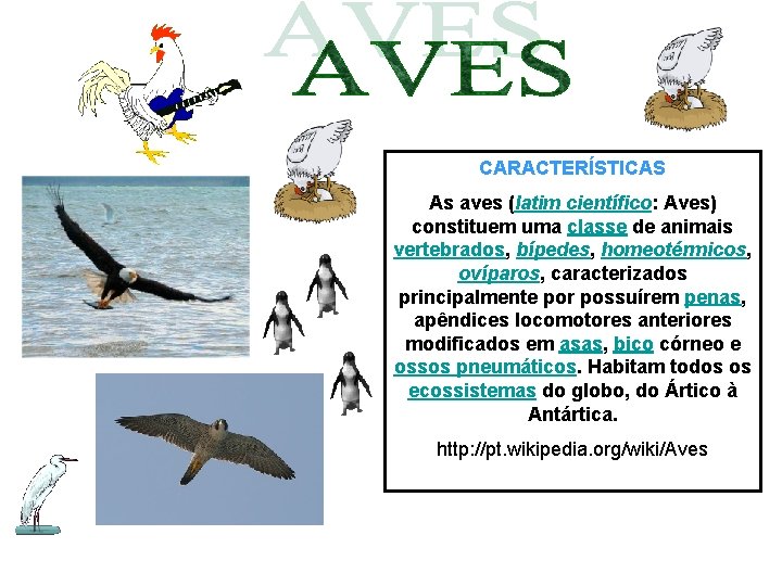 CARACTERÍSTICAS As aves (latim científico: Aves) constituem uma classe de animais vertebrados, bípedes, homeotérmicos, CARACTERÍSTICAS As aves (latim científico: Aves) constituem uma classe de animais vertebrados, bípedes, homeotérmicos,