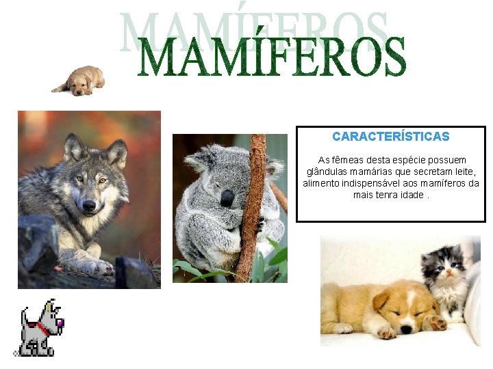 CARACTERÍSTICAS As fêmeas desta espécie possuem glândulas mamárias que secretam leite, alimento indispensável aos CARACTERÍSTICAS As fêmeas desta espécie possuem glândulas mamárias que secretam leite, alimento indispensável aos