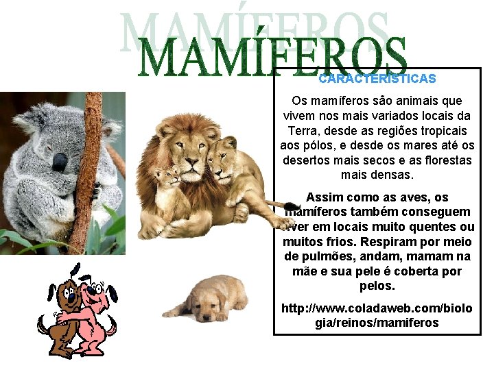 CARACTERÍSTICAS Os mamíferos são animais que vivem nos mais variados locais da Terra, desde CARACTERÍSTICAS Os mamíferos são animais que vivem nos mais variados locais da Terra, desde