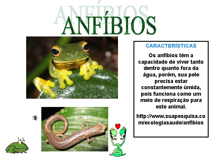 CARACTERÍSTICAS Os anfíbios têm a capacidade de viver tanto dentro quanto fora da água, CARACTERÍSTICAS Os anfíbios têm a capacidade de viver tanto dentro quanto fora da água,