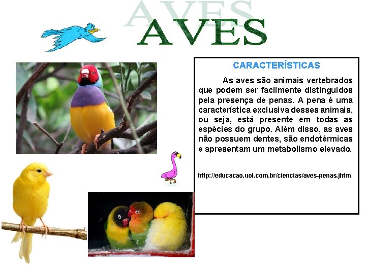 CARACTERÍSTICAS As aves são animais vertebrados que podem ser facilmente distinguidos pela presença de CARACTERÍSTICAS As aves são animais vertebrados que podem ser facilmente distinguidos pela presença de