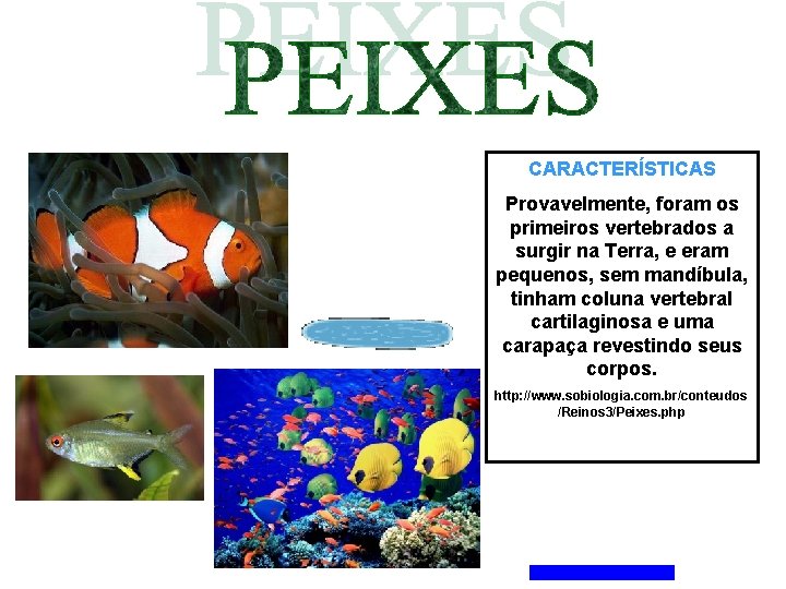 CARACTERÍSTICAS Provavelmente, foram os primeiros vertebrados a surgir na Terra, e eram pequenos, sem CARACTERÍSTICAS Provavelmente, foram os primeiros vertebrados a surgir na Terra, e eram pequenos, sem