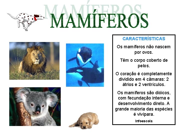 CARACTERÍSTICAS Os mamíferos não nascem por ovos. Têm o corpo coberto de pelos. O CARACTERÍSTICAS Os mamíferos não nascem por ovos. Têm o corpo coberto de pelos. O