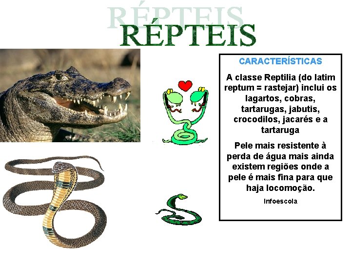 CARACTERÍSTICAS A classe Reptilia (do latim reptum = rastejar) inclui os lagartos, cobras, tartarugas, CARACTERÍSTICAS A classe Reptilia (do latim reptum = rastejar) inclui os lagartos, cobras, tartarugas,