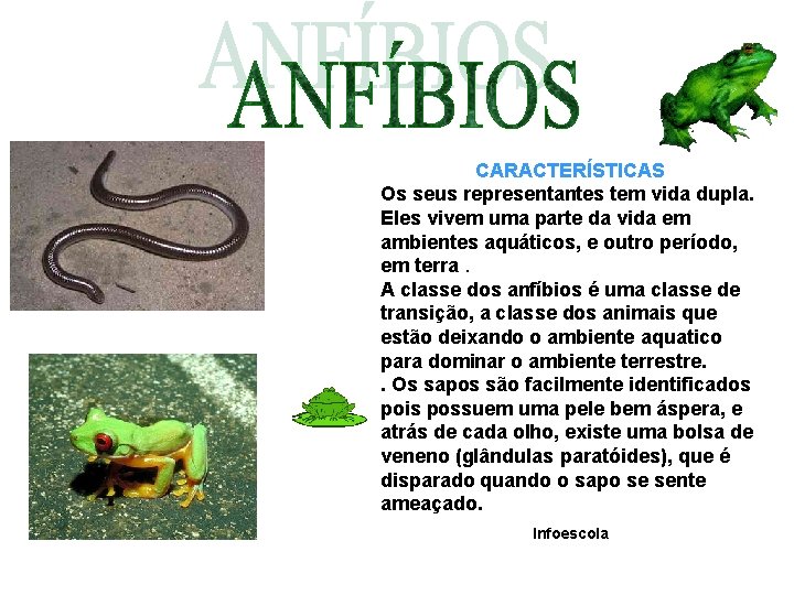 CARACTERÍSTICAS Os seus representantes tem vida dupla. Eles vivem uma parte da vida em CARACTERÍSTICAS Os seus representantes tem vida dupla. Eles vivem uma parte da vida em