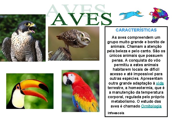 CARACTERÍSTICAS As aves compreendem um grupo muito grande e bonito de animais. Chamam a CARACTERÍSTICAS As aves compreendem um grupo muito grande e bonito de animais. Chamam a