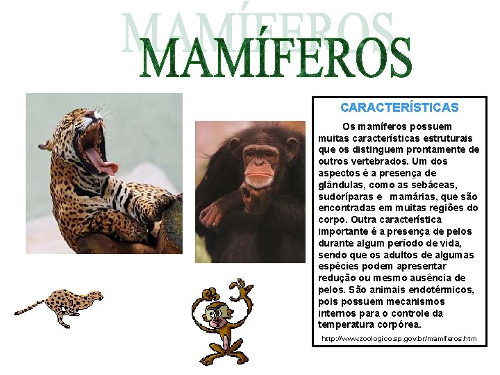 CARACTERÍSTICAS Os mamíferos possuem muitas características estruturais que os distinguem prontamente de outros vertebrados. CARACTERÍSTICAS Os mamíferos possuem muitas características estruturais que os distinguem prontamente de outros vertebrados.