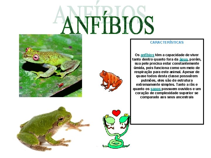 CARACTERÍSTICAS Os anfíbios têm a capacidade de viver tanto dentro quanto fora da água, CARACTERÍSTICAS Os anfíbios têm a capacidade de viver tanto dentro quanto fora da água,