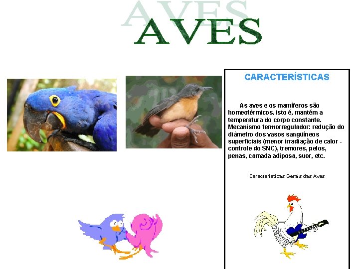 CARACTERÍSTICAS As aves e os mamíferos são homeotérmicos, isto é, mantém a temperatura do CARACTERÍSTICAS As aves e os mamíferos são homeotérmicos, isto é, mantém a temperatura do