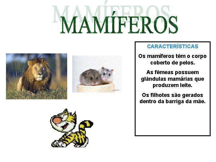 CARACTERÍSTICAS Os mamíferos têm o corpo coberto de pelos. As fêmeas possuem glândulas mamárias CARACTERÍSTICAS Os mamíferos têm o corpo coberto de pelos. As fêmeas possuem glândulas mamárias