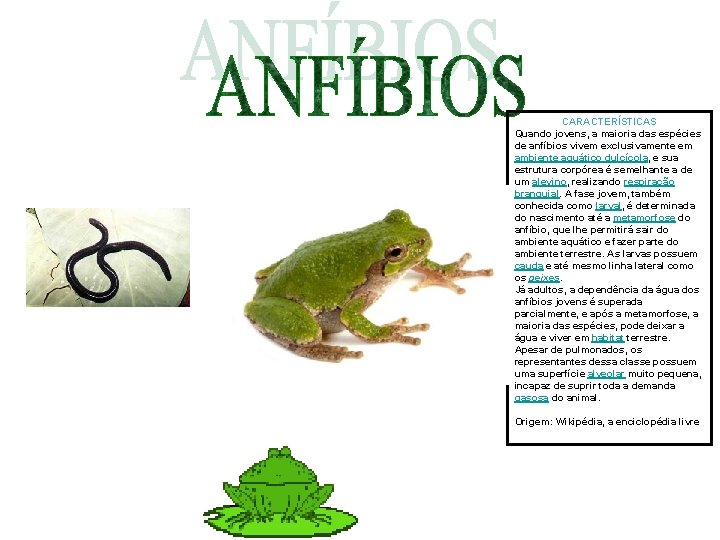 CARACTERÍSTICAS Quando jovens, a maioria das espécies de anfíbios vivem exclusivamente em ambiente aquático CARACTERÍSTICAS Quando jovens, a maioria das espécies de anfíbios vivem exclusivamente em ambiente aquático
