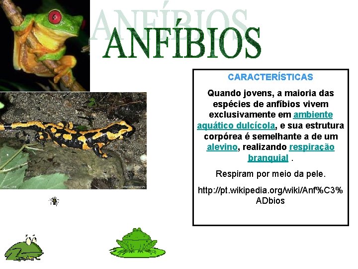 CARACTERÍSTICAS Quando jovens, a maioria das espécies de anfíbios vivem exclusivamente em ambiente aquático CARACTERÍSTICAS Quando jovens, a maioria das espécies de anfíbios vivem exclusivamente em ambiente aquático
