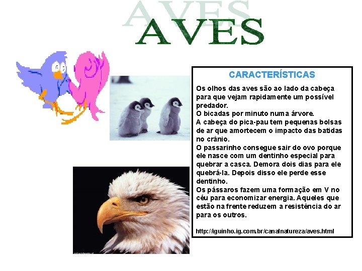CARACTERÍSTICAS Os olhos das aves são ao lado da cabeça para que vejam rapidamente CARACTERÍSTICAS Os olhos das aves são ao lado da cabeça para que vejam rapidamente