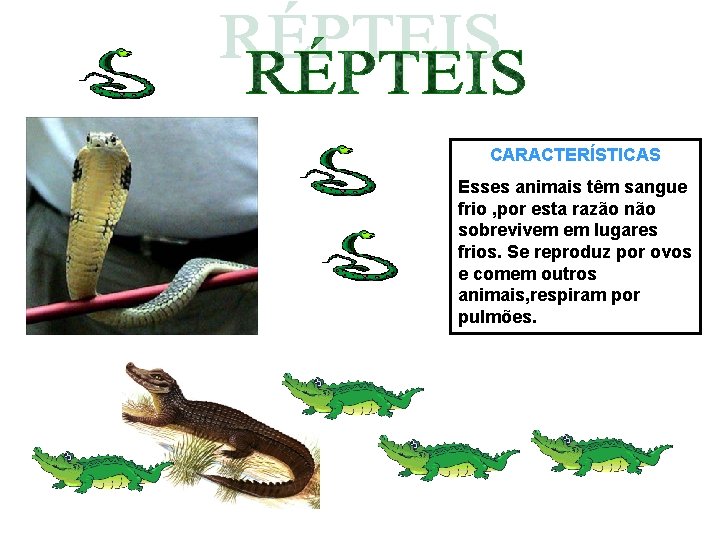 CARACTERÍSTICAS Esses animais têm sangue frio , por esta razão não sobrevivem em lugares CARACTERÍSTICAS Esses animais têm sangue frio , por esta razão não sobrevivem em lugares