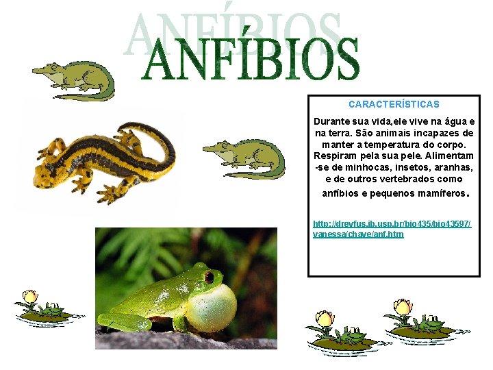 CARACTERÍSTICAS Durante sua vida, ele vive na água e na terra. São animais incapazes CARACTERÍSTICAS Durante sua vida, ele vive na água e na terra. São animais incapazes