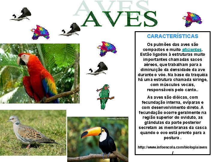 CARACTERÍSTICAS Os pulmões das aves são compactos e muito eficientes. Estão ligados à estruturas CARACTERÍSTICAS Os pulmões das aves são compactos e muito eficientes. Estão ligados à estruturas