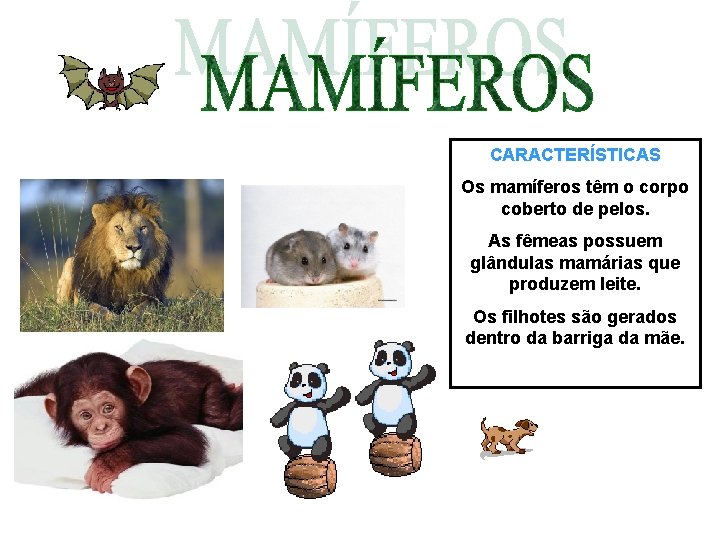 CARACTERÍSTICAS Os mamíferos têm o corpo coberto de pelos. As fêmeas possuem glândulas mamárias CARACTERÍSTICAS Os mamíferos têm o corpo coberto de pelos. As fêmeas possuem glândulas mamárias