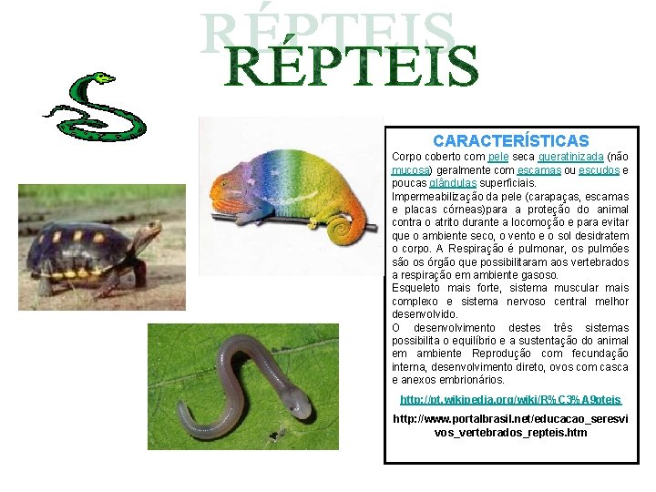 CARACTERÍSTICAS Corpo coberto com pele seca queratinizada (não mucosa) geralmente com escamas ou escudos CARACTERÍSTICAS Corpo coberto com pele seca queratinizada (não mucosa) geralmente com escamas ou escudos