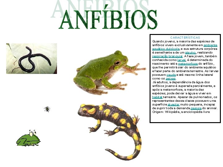 CARACTERÍSTICAS Quando jovens, a maioria das espécies de anfíbios vivem exclusivamente em ambiente aquático CARACTERÍSTICAS Quando jovens, a maioria das espécies de anfíbios vivem exclusivamente em ambiente aquático