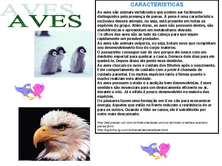 CARACTERÍSTICAS As aves são animais vertebrados que podem ser facilmente distinguidos pela presença de CARACTERÍSTICAS As aves são animais vertebrados que podem ser facilmente distinguidos pela presença de