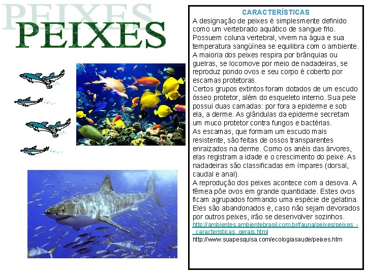 CARACTERÍSTICAS A designação de peixes é simplesmente definido como um vertebrado aquático de sangue CARACTERÍSTICAS A designação de peixes é simplesmente definido como um vertebrado aquático de sangue
