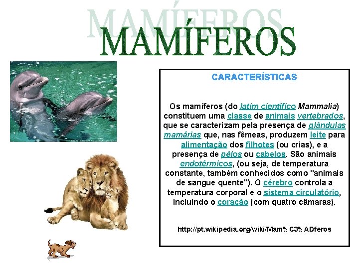 CARACTERÍSTICAS Os mamíferos (do latim científico Mammalia) constituem uma classe de animais vertebrados, que CARACTERÍSTICAS Os mamíferos (do latim científico Mammalia) constituem uma classe de animais vertebrados, que