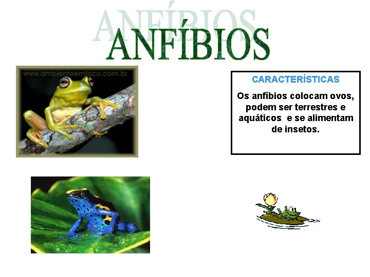CARACTERÍSTICAS Os anfíbios colocam ovos, podem ser terrestres e aquáticos e se alimentam de CARACTERÍSTICAS Os anfíbios colocam ovos, podem ser terrestres e aquáticos e se alimentam de