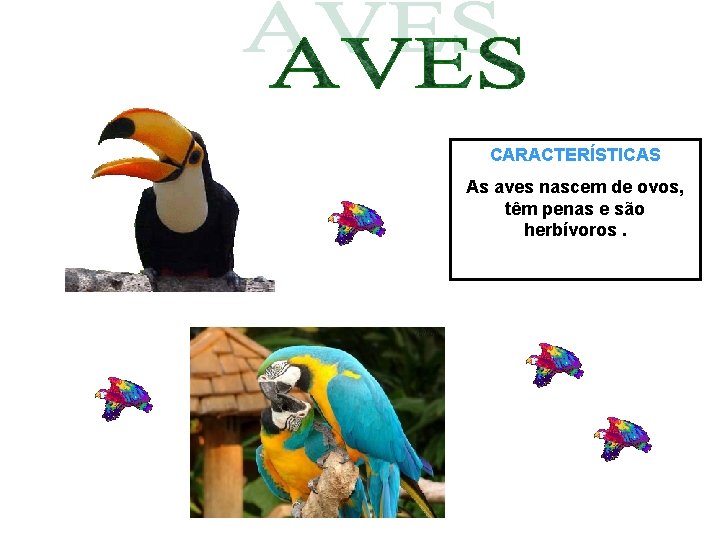 CARACTERÍSTICAS As aves nascem de ovos, têm penas e são herbívoros. CARACTERÍSTICAS As aves nascem de ovos, têm penas e são herbívoros.