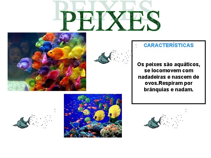 CARACTERÍSTICAS Os peixes são aquáticos, se locomovem com nadadeiras e nascem de ovos. Respiram CARACTERÍSTICAS Os peixes são aquáticos, se locomovem com nadadeiras e nascem de ovos. Respiram