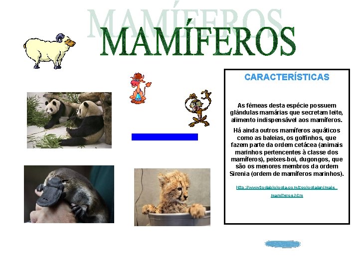 CARACTERÍSTICAS As fêmeas desta espécie possuem glândulas mamárias que secretam leite, alimento indispensável aos CARACTERÍSTICAS As fêmeas desta espécie possuem glândulas mamárias que secretam leite, alimento indispensável aos