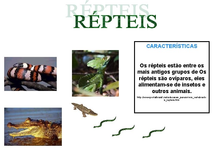 CARACTERÍSTICAS Os répteis estão entre os mais antigos grupos de Os répteis são ovíparos, CARACTERÍSTICAS Os répteis estão entre os mais antigos grupos de Os répteis são ovíparos,