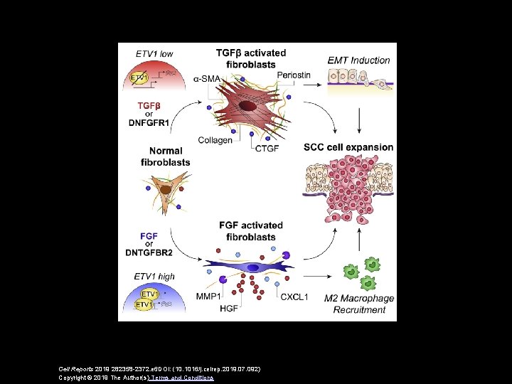 Cell Reports 2019 282358 -2372. e 6 DOI: (10. 1016/j. celrep. 2019. 07. 092)