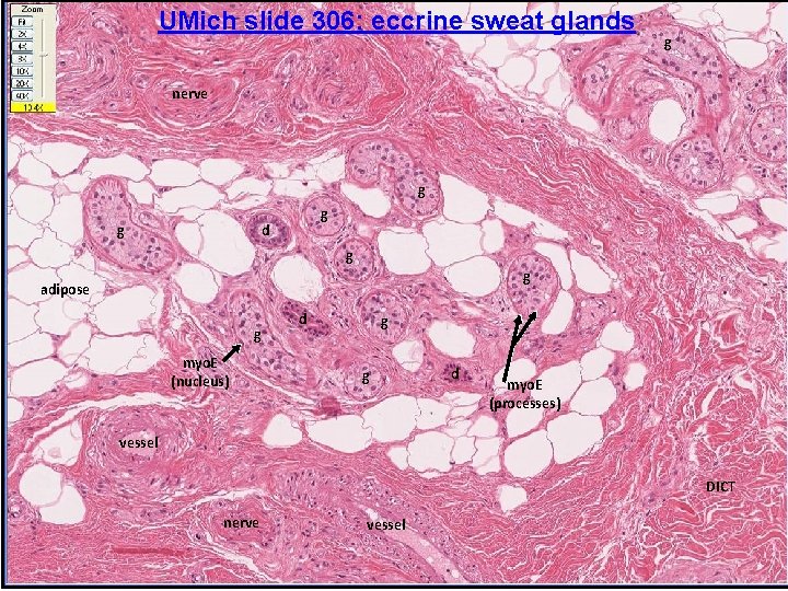 UMich slide 306: eccrine sweat glands g nerve g g g d g g