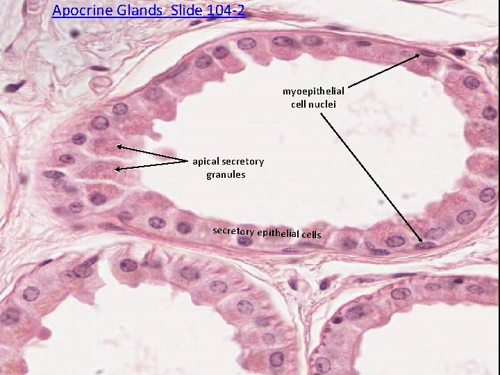 Apocrine Glands Slide 104 -2 myoepithelial cell nuclei apical secretory granules secretory epithelial cells