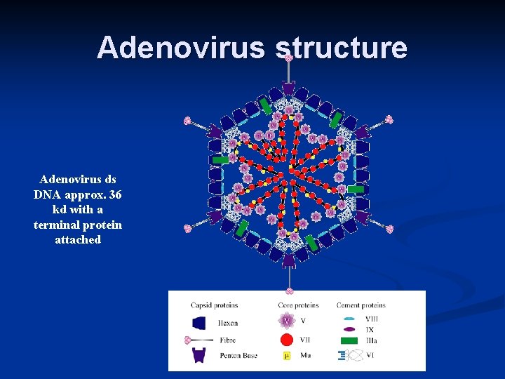 Adenovirus structure Adenovirus ds DNA approx. 36 kd with a terminal protein attached 