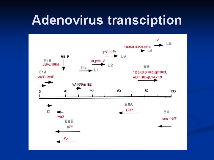 Adenovirus transciption 
