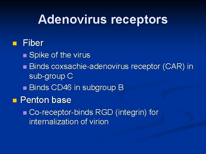 Adenovirus receptors n Fiber Spike of the virus n Binds coxsachie-adenovirus receptor (CAR) in