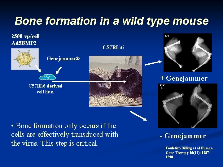 Bone formation in a wild type mouse 2500 vp/cell Ad 5 BMP 2 C