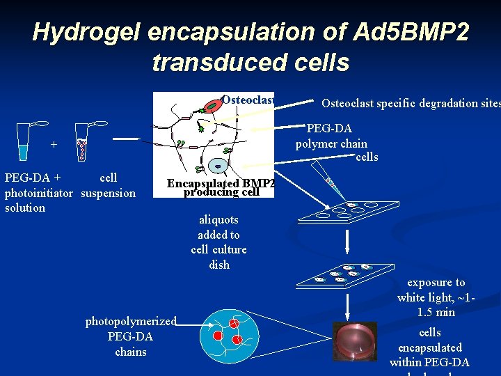 Hydrogel encapsulation of Ad 5 BMP 2 transduced cells Osteoclast specific degradation sites PEG-DA
