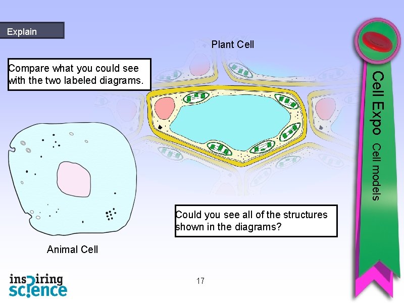 Explain Plant Cell Expo Compare what you could see with the two labeled diagrams.
