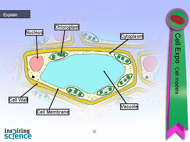 Explain Chloroplast Cytoplasm Cell Expo Nucleus Cell models Cell Wall Vacuole Cell Membrane 18