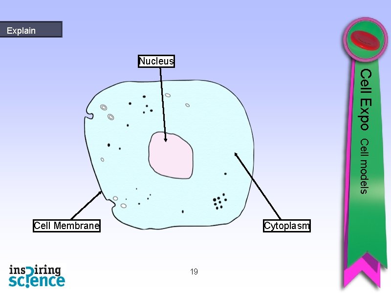 Explain Nucleus Cell Expo Cell models Cell Membrane Cytoplasm 19 