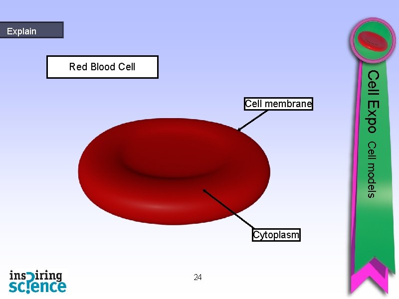 Explain Cell membrane Cell Expo Red Blood Cell models Cytoplasm 24 