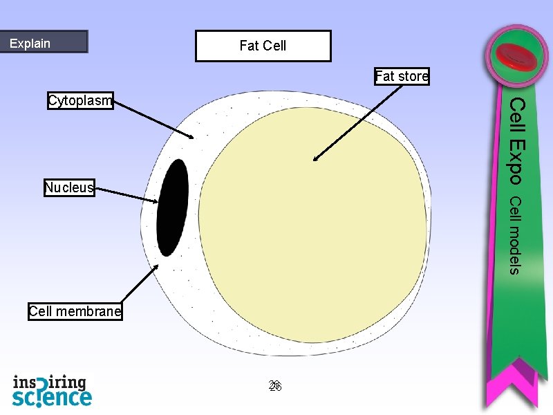 Explain Fat Cell Fat store Cell Expo Cytoplasm Nucleus Cell models Cell membrane 26