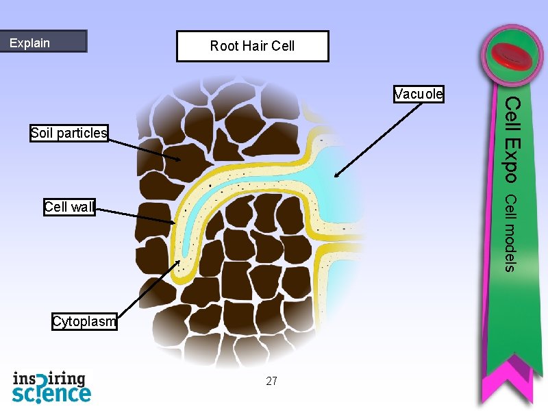 Explain Root Hair Cell Soil particles Cell Expo Vacuole Cell models Cell wall Cytoplasm