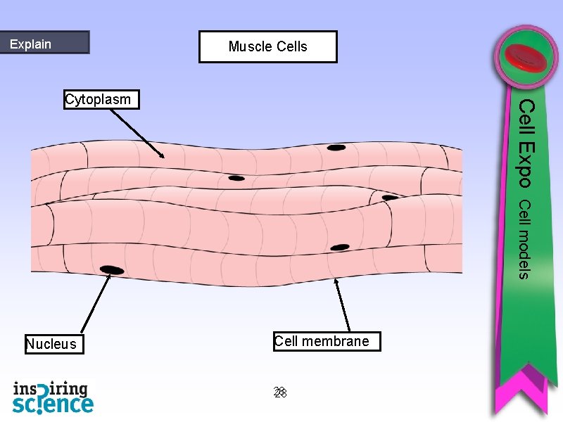 Explain Muscle Cells Cell Expo Cytoplasm Cell models Nucleus Cell membrane 28 28 