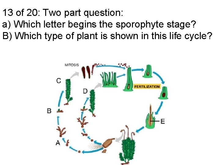 13 of 20: Two part question: a) Which letter begins the sporophyte stage? B)