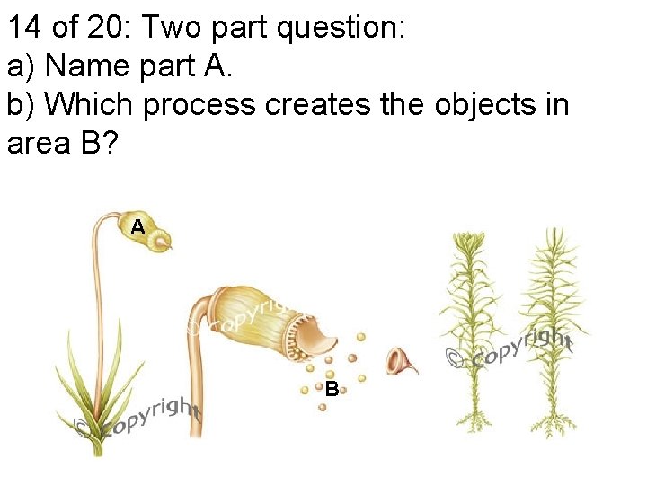 14 of 20: Two part question: a) Name part A. b) Which process creates