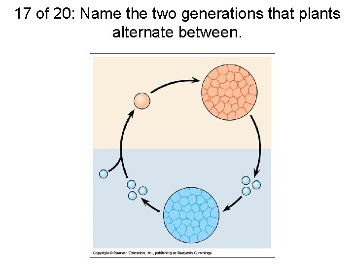 17 of 20: Name the two generations that plants alternate between. 