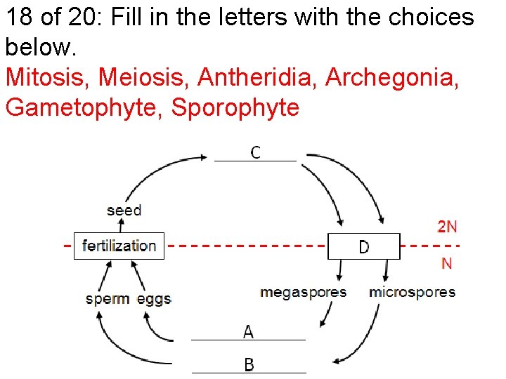 18 of 20: Fill in the letters with the choices below. Mitosis, Meiosis, Antheridia,